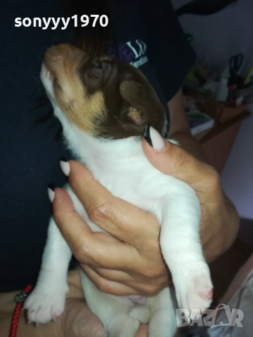 ДЖАК РЪСЕЛ БЕБЕТА-УНИКАЛНИ СЛАДУРИ 2908251855, снимка 7 - Джак ръсел териер - 51536957