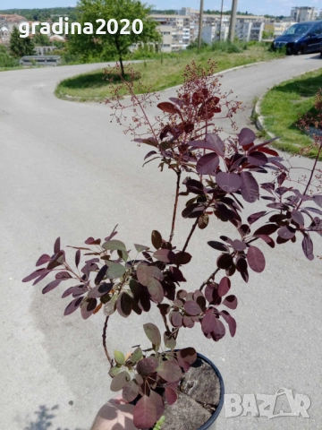 Червена Смрадлика (Cotinus coggygria 'Royal Purple'), снимка 10 - Разсади - 40979126