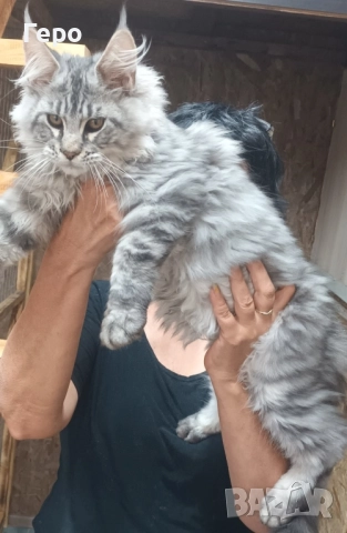 Мейн Куун , снимка 1