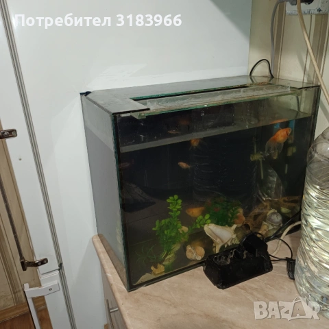 голям аквариум с рибки оборудван 50 х 40 х 24, снимка 6 - Аквариуми - 53830698