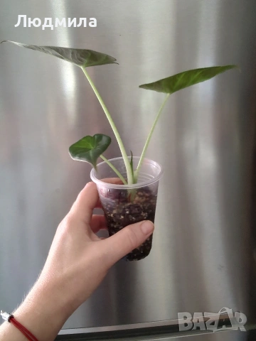 Алоказия Регал Шилдс , снимка 2 - Стайни растения - 53759002