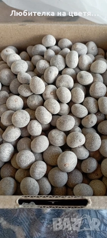 семе от палма Брахея Армата 2 евро за брой, снимка 3 - Градински цветя и растения - 53141032