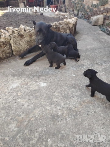 Чистокръвни кученца Кане корсо, снимка 1