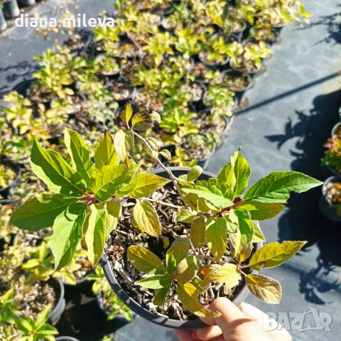 Хортензия Розовата Лейди за супер слънце, Hydrangea Paniculata 'Pink Lady', снимка 7 - Градински цветя и растения - 42656245