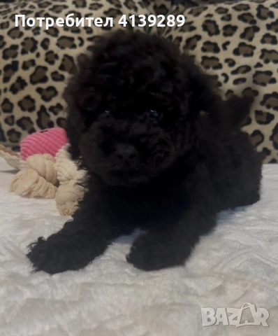 Мини пудел мини, снимка 7 - Пудели - 52755301
