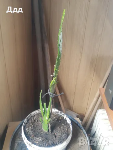 Кактуси, снимка 2 - Стайни растения - 49431914