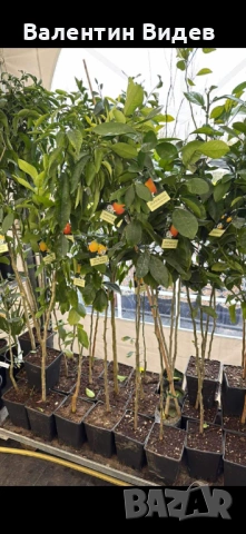 🌴 Палми Вашингтония, Маслини, Мандарини и Туя за продажба 🌿 💰 Отлични цени и налични количества П, снимка 3 - Други - 53854478