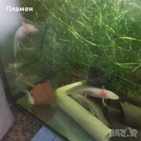 Аксолотъл//Амбистома, снимка 3 - Рибки - 56247758