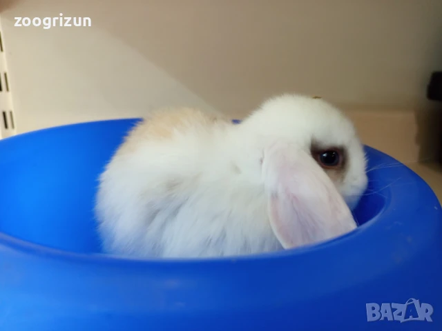 Декоративни зайчета на 50 дена.Лъвска глава ангора и мини рекс, снимка 4 - Декоративни зайчета - 49206615