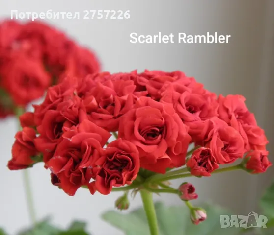 Scarlet Rambler , снимка 1 - Стайни растения - 47941129