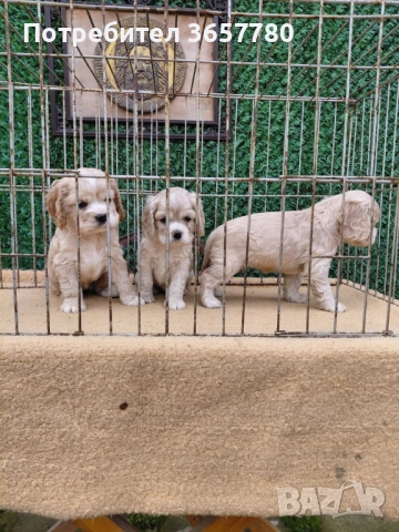 Американски кокер шпанол, снимка 4 - Други - 52596022