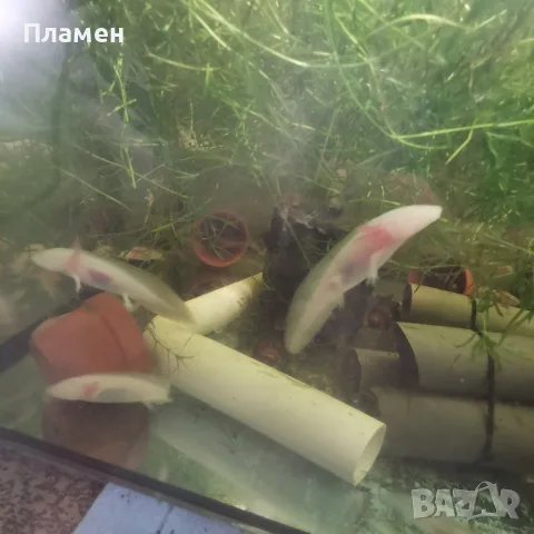 Аксолотъл//Амбистома, снимка 2 - Рибки - 56247758