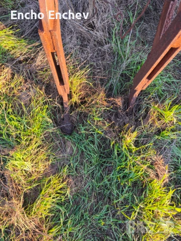 Чизъл за Лавандула, снимка 2 - Градински цветя и растения - 53659089