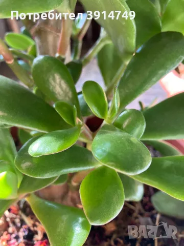 Изрезки / клончета от индрише, сакъзче, мушкато, дърво на живота за вкореняване, снимка 4 - Градински цветя и растения - 47833116