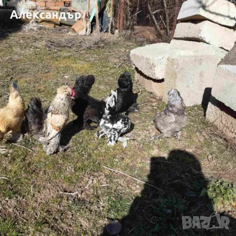 Струмски Бантам, снимка 4 - други­ - 49025276