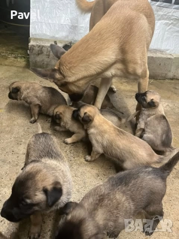 Белгийски овчарки малиноа, снимка 3 - Белгийска овчарка - 52665129