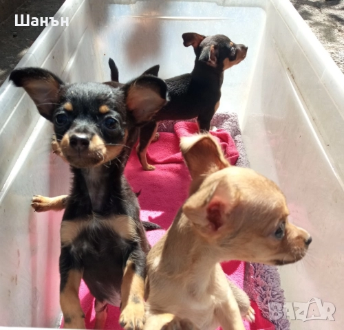 Продавам пинчери, снимка 8 - Пинчер - 52624873