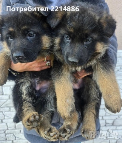 Немски овчарки , снимка 3 - Немска овчарка - 40188254