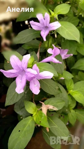 Barleria Барлерия виолетова красота от тропика, снимка 2 - Стайни растения - 55914475