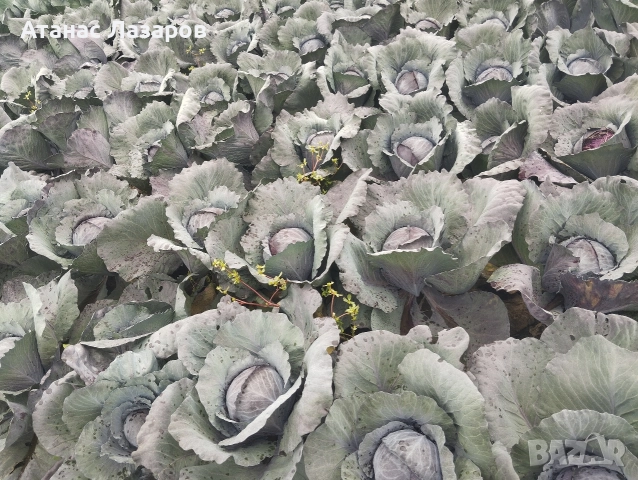 Продавам ЧЕРВЕНО ЗЕЛЕ на едро., снимка 2 - Разсади - 52816551