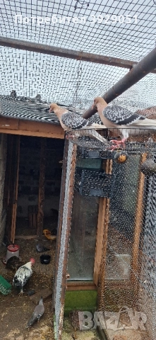 Продавам Нюмберски гълъби, снимка 11 - Гълъби - 52589186