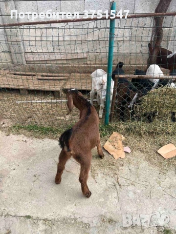  🐐 Продавам мъжки англо-нубийски ярета, снимка 14 - Кози - 53745937