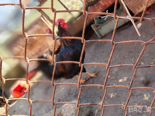 Петли, снимка 8 - Кокошки и пуйки - 53733827