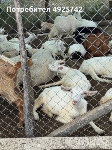 Ярета за продан
