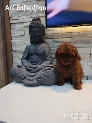 Пудел Той/Poodle Toy
