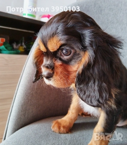 Кавалер Кинг Чарлз шпаньол, снимка 5 - Кавалер кинг чарлз шпаньол - 52918611