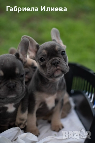 Чистокръвни френски булдочета, снимка 5 - Френски булдог - 52425579