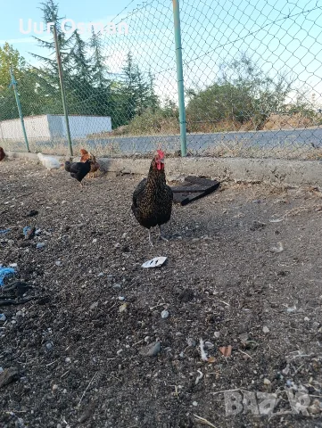 Продавам млади кокошки, снимка 3 - За селскостопански - 56399003