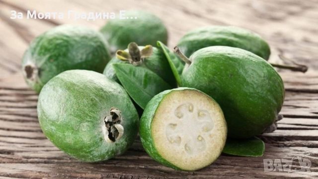 Фейхоа , снимка 2 - Градински цветя и растения - 53623240