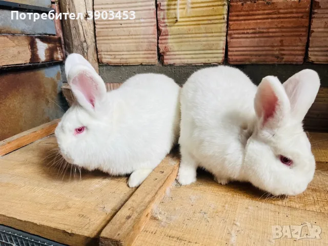 Новозеландски зайци, снимка 4 - За селскостопански - 56059067