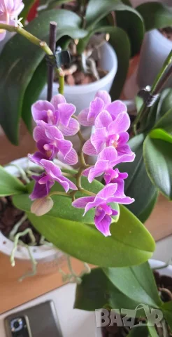 орхидея phalaenopsis violet queen