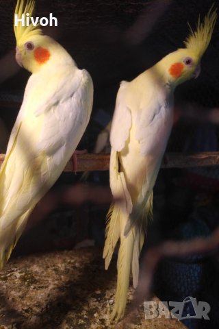 Папагали Корели млади 2025, снимка 6 - Папагали - 41400944