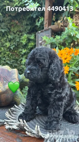 Кавапу Cavapoo F1b, снимка 2 - Други - 55971243