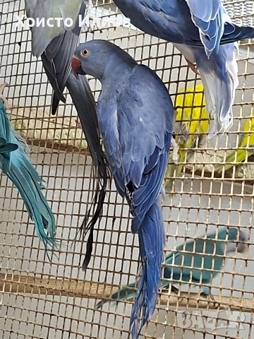 Парот център Бургас виолетови александри , снимка 4 - Папагали - 53656882