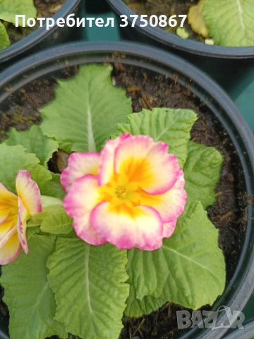 🌿💞🌸 Кичеста иглика, тип розичка, снимка 11 - Градински цветя и растения - 53068918