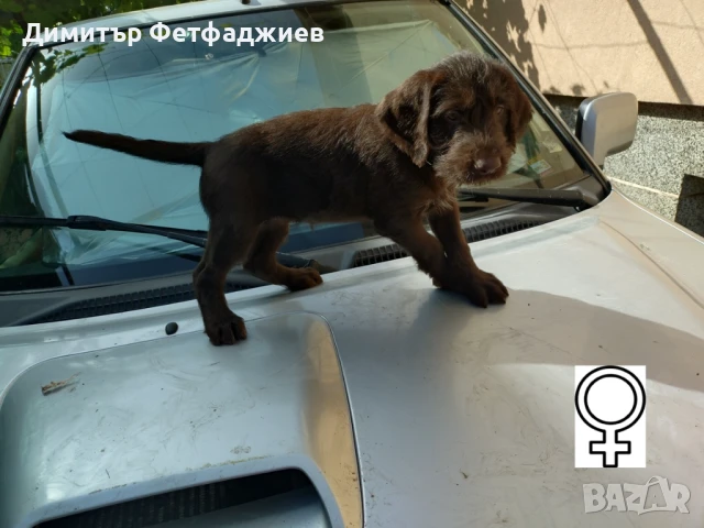 Дратхаарчета от Митьо, снимка 1