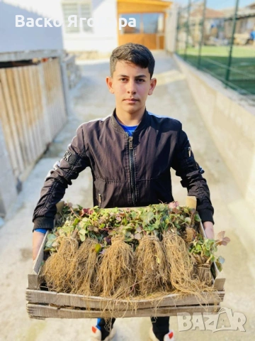 Продавам качествен  разсад ягоди и малини , снимка 4 - Разсади - 53751600