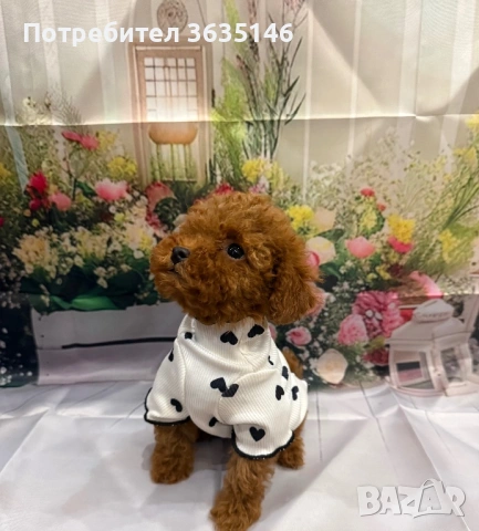Той пудел / Tou poodle, снимка 3 - Пудели - 53685790