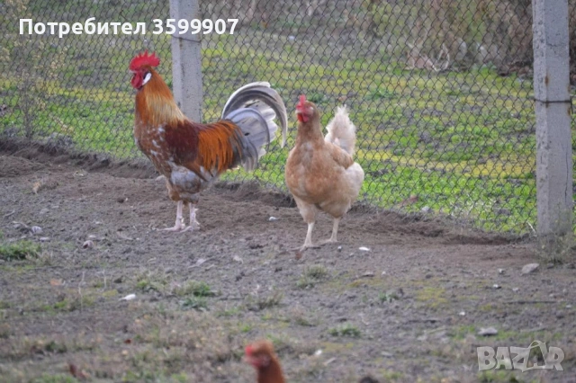 Оплодени яйца за инкубация, снимка 8 - Кокошки и пуйки - 53374419