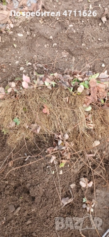 Разсад ягоди целогодишни , снимка 7 - Разсади - 53613985