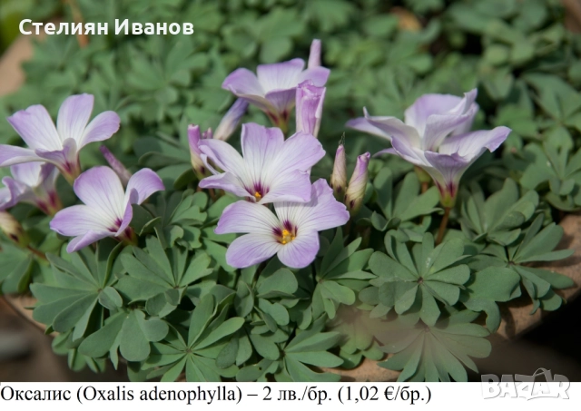 Оксалис (Oxalis adenophylla) – луковици