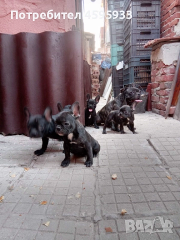 Френски булдог , снимка 1