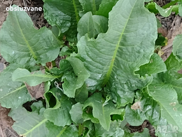 Свеж лапад/щавляк 💥, снимка 1