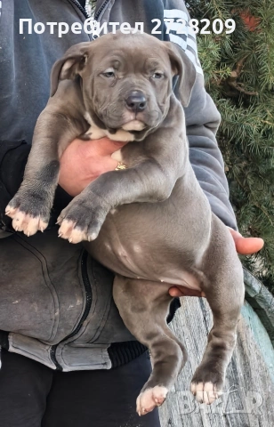 Американско Були Хл/American Bully XL , снимка 6 - Питбул - 53262294