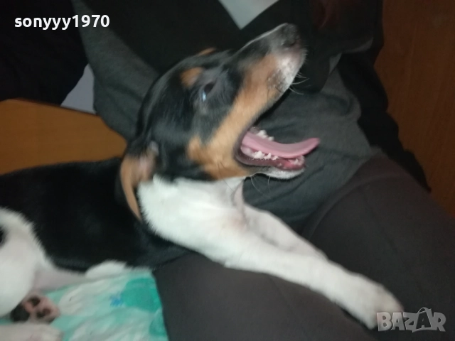 КУТРЕ//ПАЛЕ ДЖАК РЪСЕЛ НА 3 МЕСЕЦА-МОМИЧЕ 2411251124, снимка 11 - Джак ръсел териер - 52521058