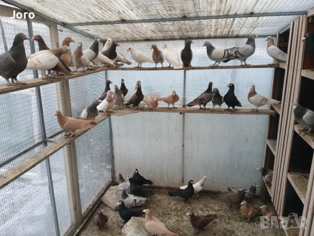 Пощенски гълъби 